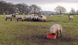 Tails from Down Under with Pierre Syben  